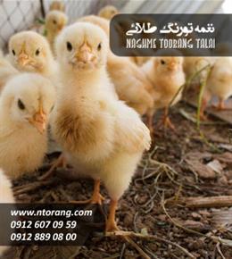 جوجه راس آرتا جوجه سبلان